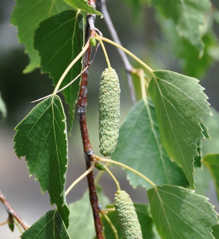 Береза бородавчатая betula pendula