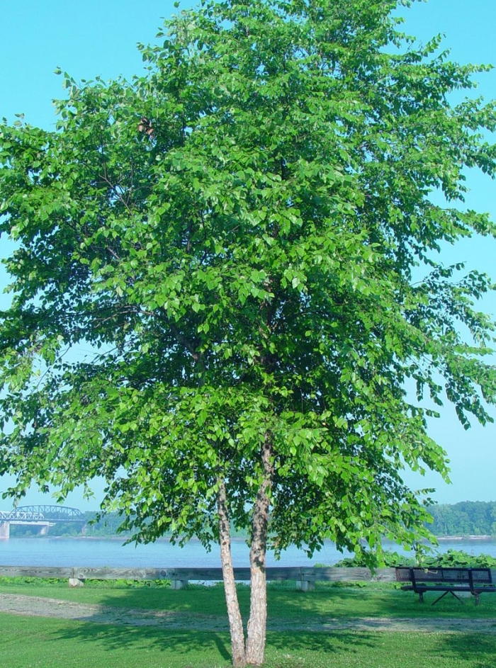 Betula nigra