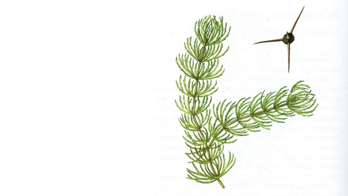 Роголистник погруженный