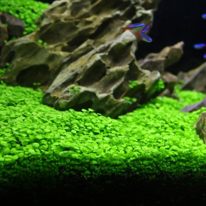 Глоссостигма аквариумное растение