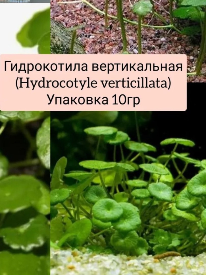 Гидрокотила щитолистник