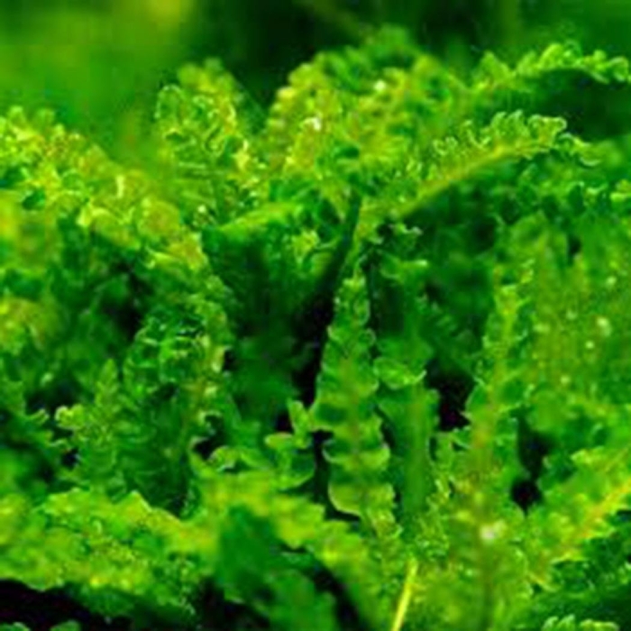 Мох камерун аквариумное