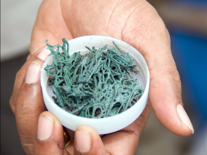 Сухие водоросли