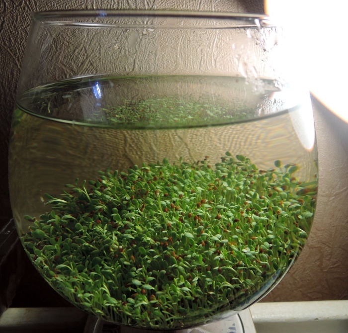 Круглые аквариумы