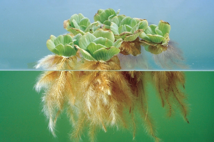 Пистия аквариумное