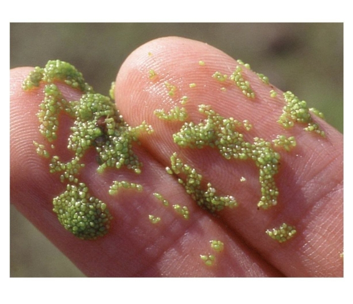 Вольфия шаровидная