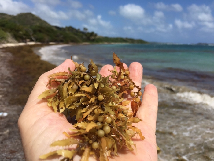 Саргассум водоросль