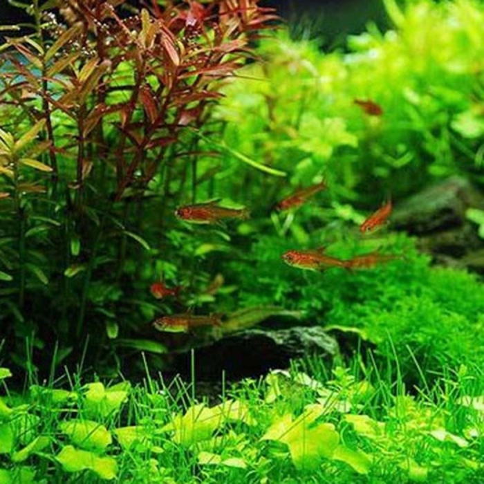 Аквариумное растение