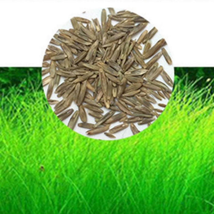 Семена травы для аквариума