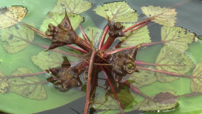 Водяной орех чилим