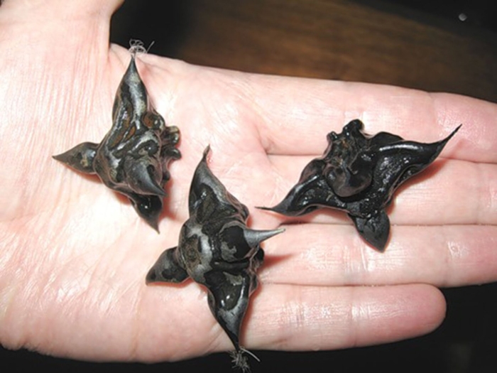 Алтайский водяной орех чилим