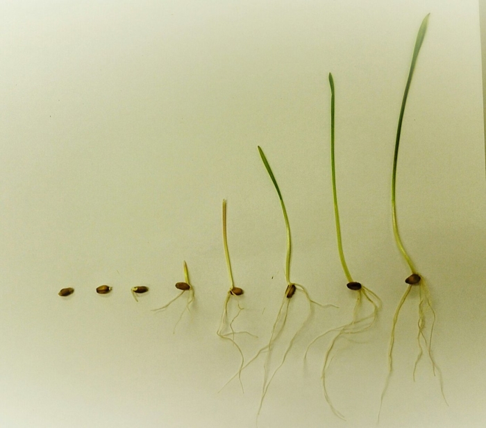 Прорастание семян ячменя