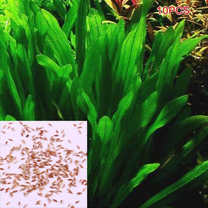 Барклая растение аквариумное