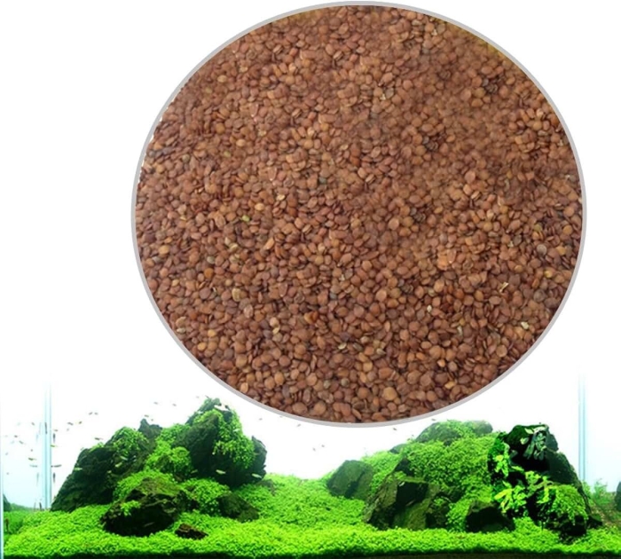 Растение для аквариума