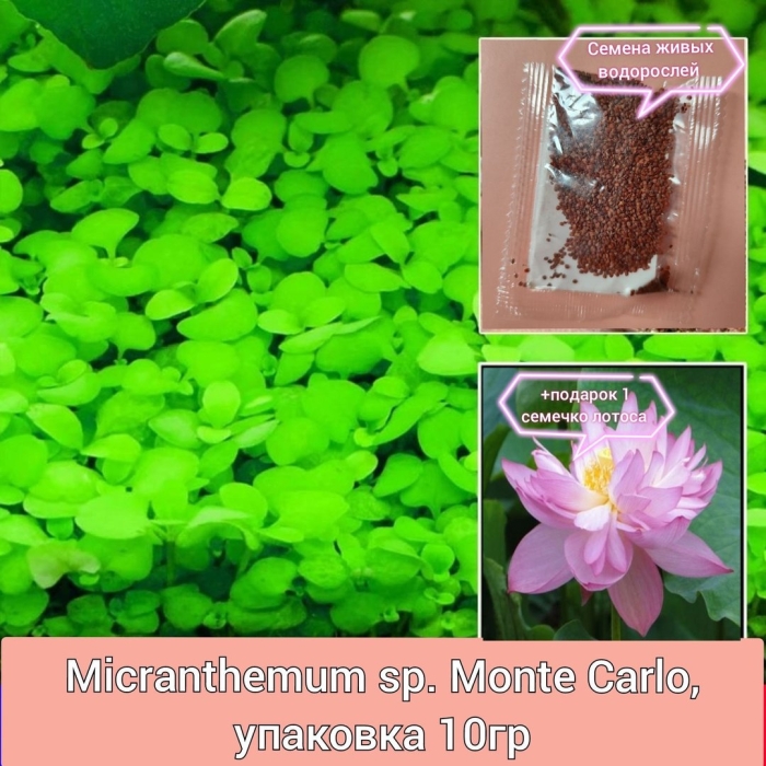 Micranthemum sp. monte carlo