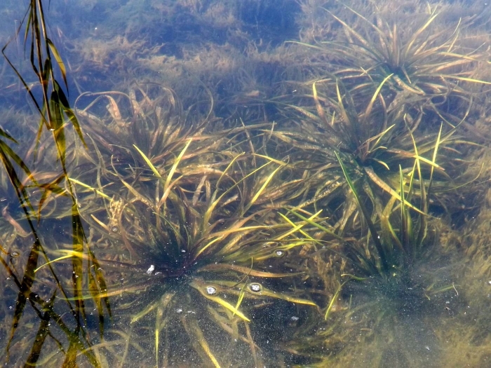 Телорез алоэвидный