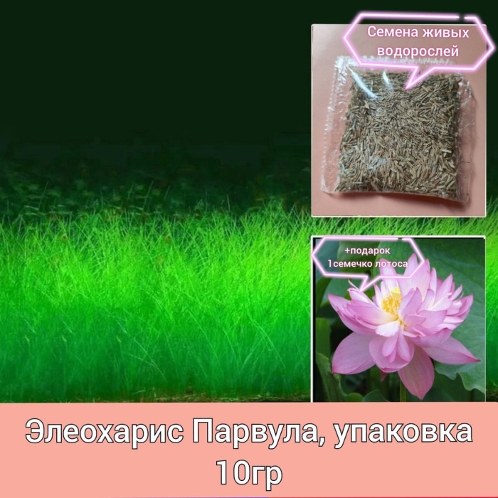 Элеохарис парвула макси