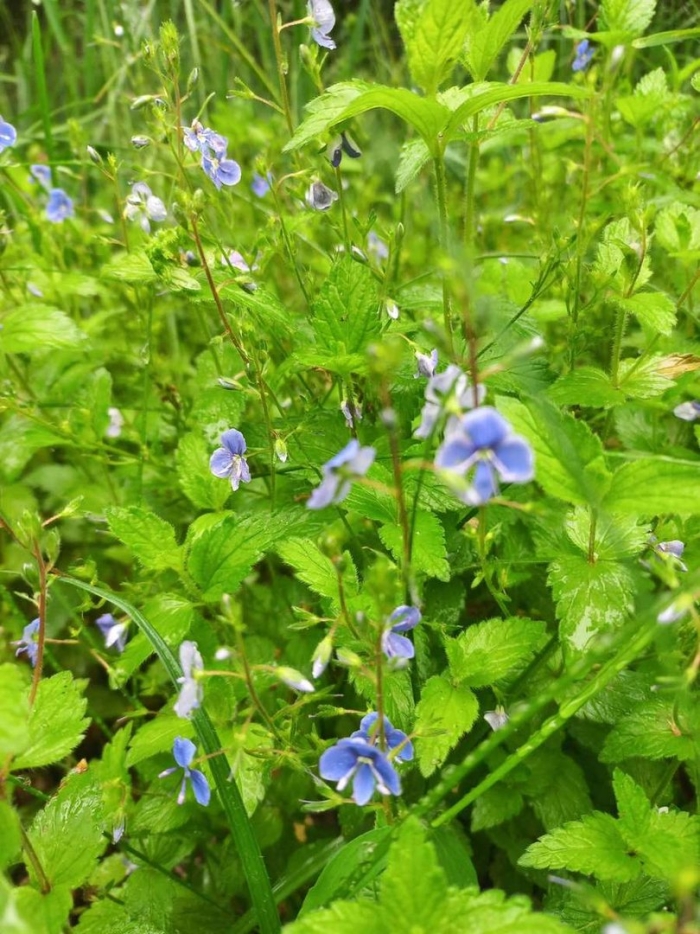 Вероника дубравная veronica chamaedrys