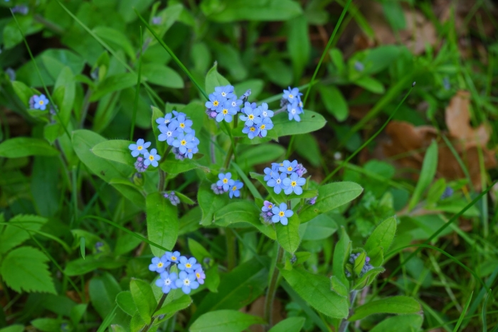 Незабудка лесная myosotis sylvatica