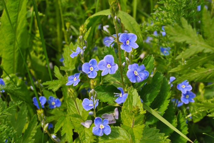 Вероника дубравная растение