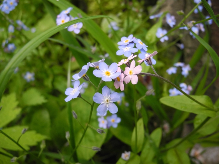 Незабудка полевая myosotis arvensis