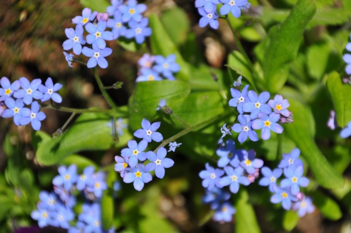 Незабудка альпийская myosotis alpestris