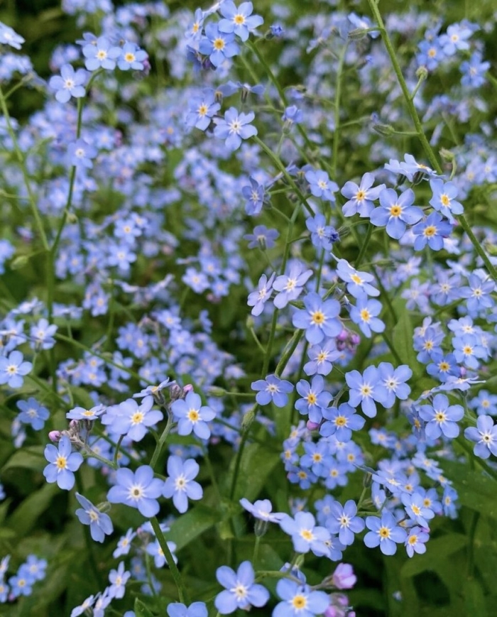 Myosotis micrantha