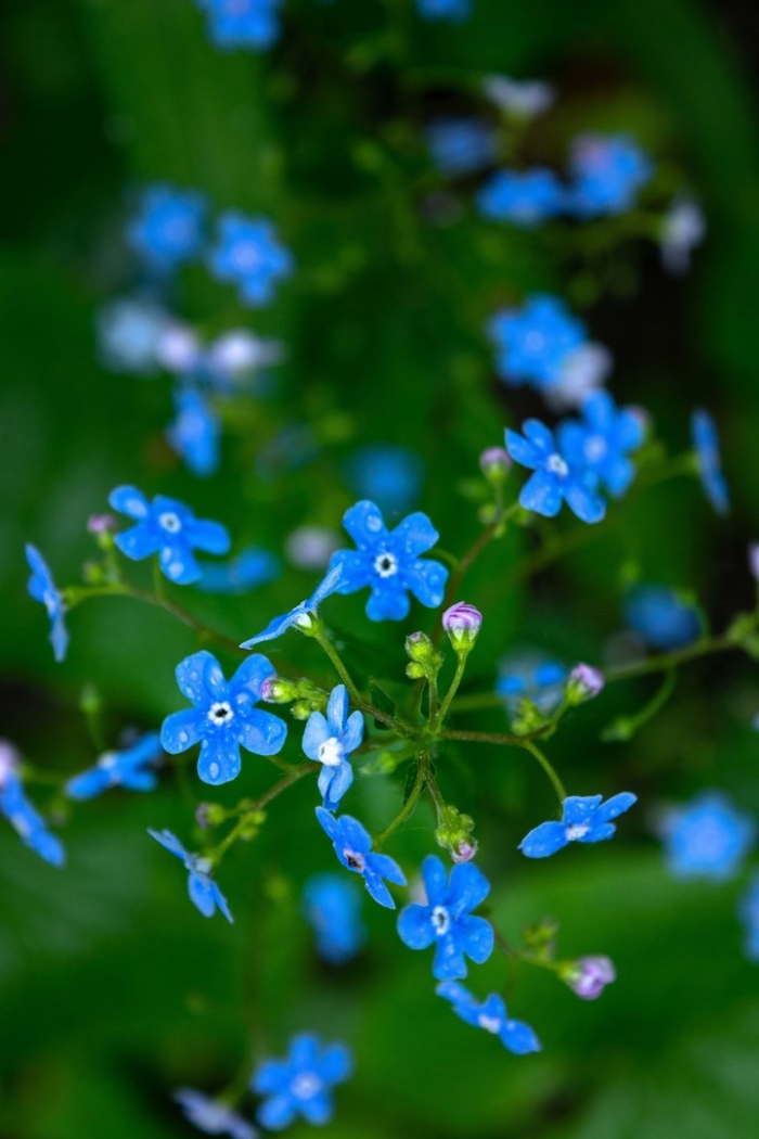 Незабудочник бруннера