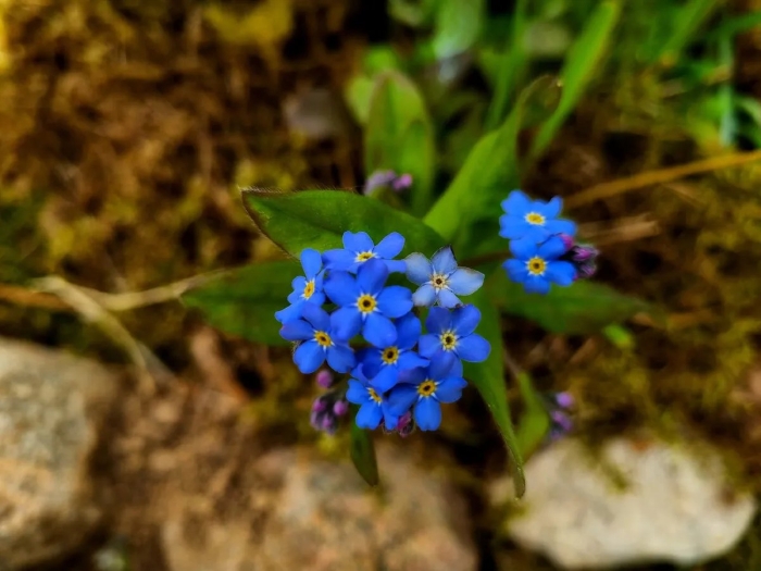 Незабудка альпийская myosotis alpestris