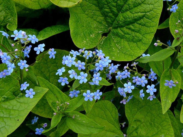 Незабудка альпийская (myosotis alpestris)