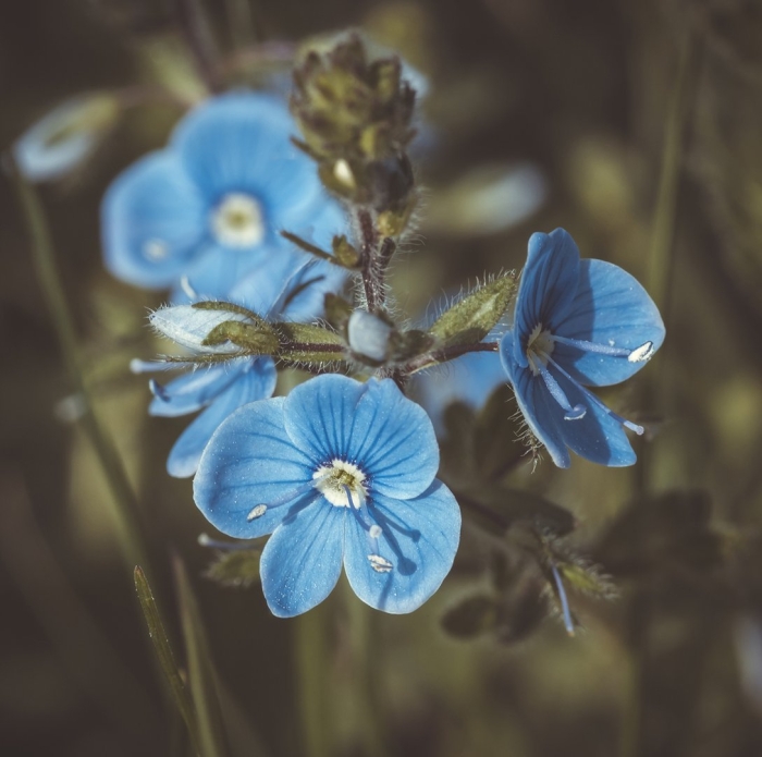 Незабудка и вероника дубравная