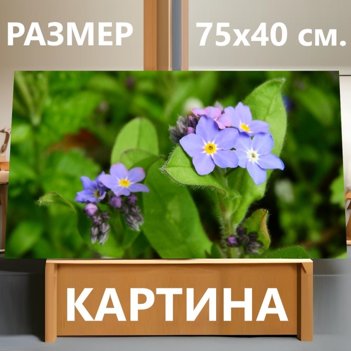 Незабудка лесная