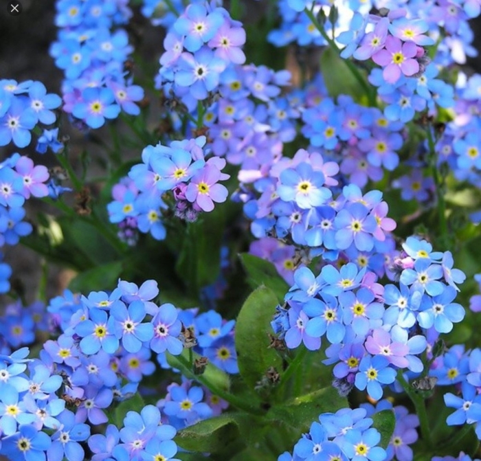 Незабудка лесная myosotis sylvatica