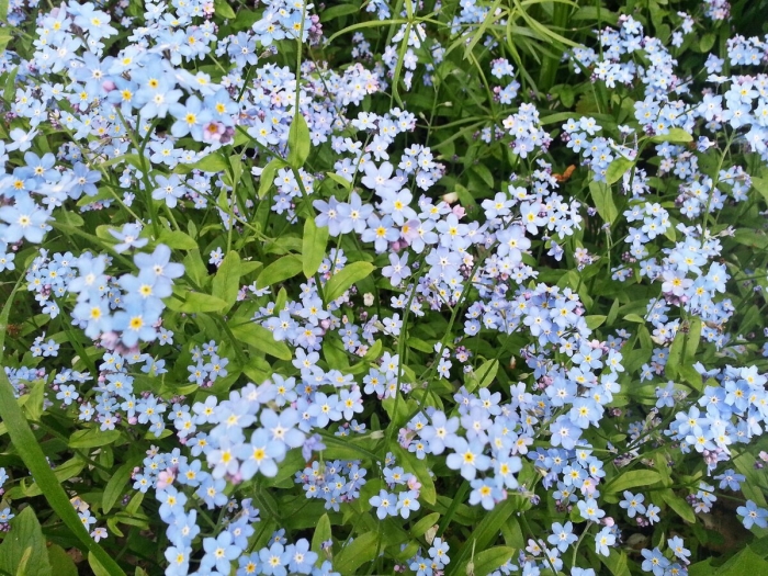 Незабудка лесная myosotis sylvatica
