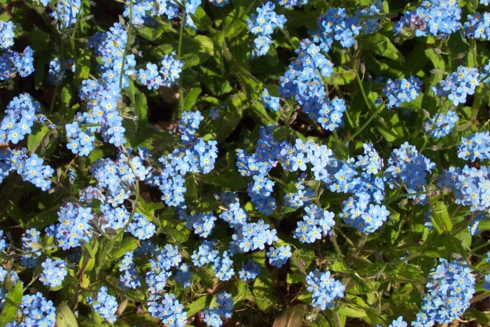 Незабудка лесная форгетминот