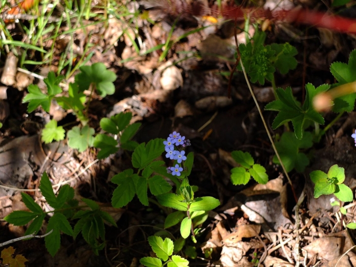 Незабудка лесная myosotis sylvatica