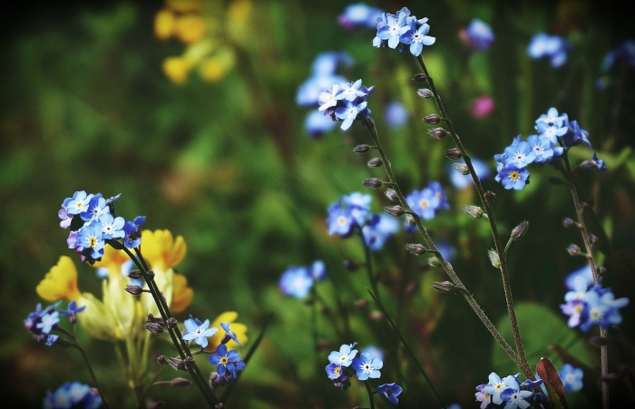 Незабудка полевая myosotis arvensis