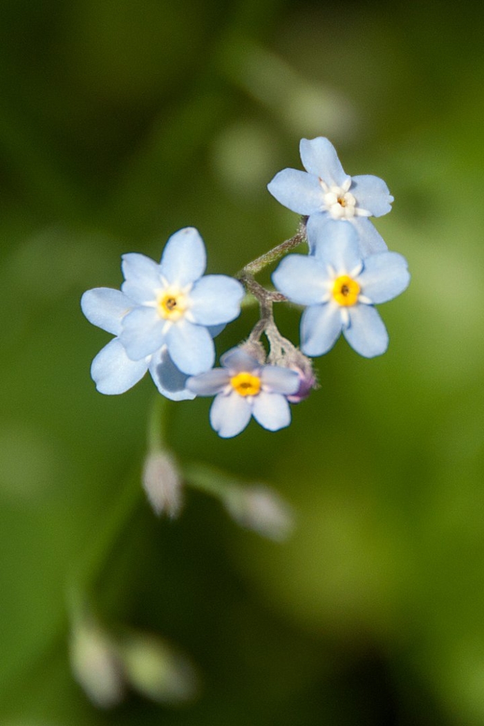 Незабудка болотная myosotis palustris