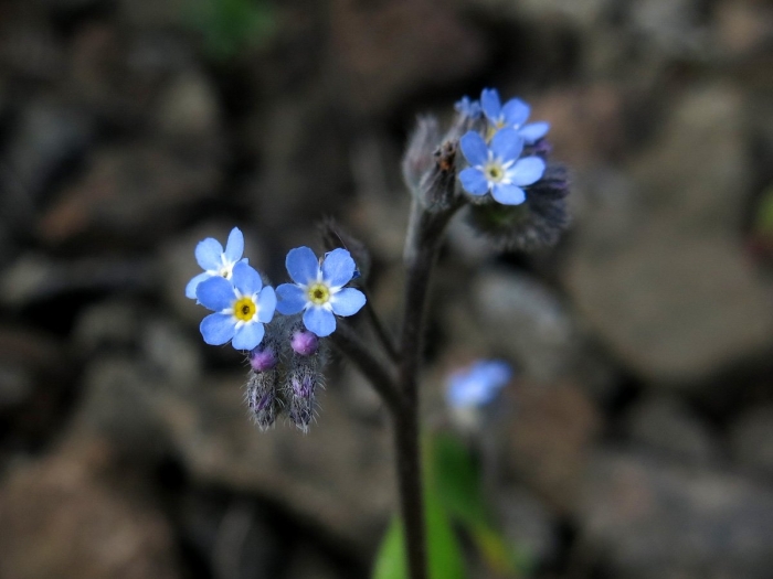 Myosotis arvensis