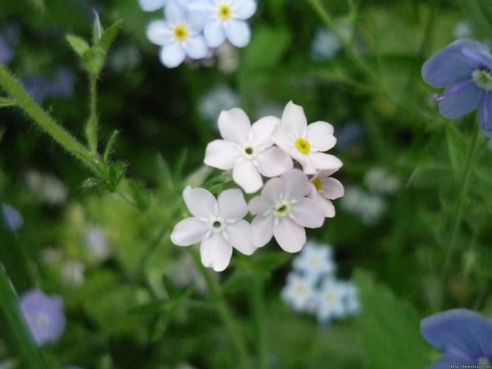 Незабудка цветок белая