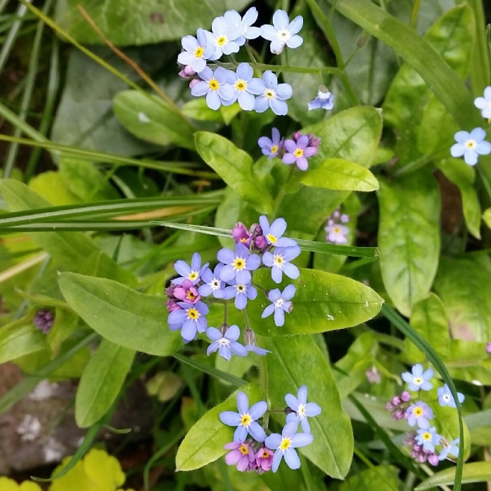 Незабудка альпийская виктори роуз