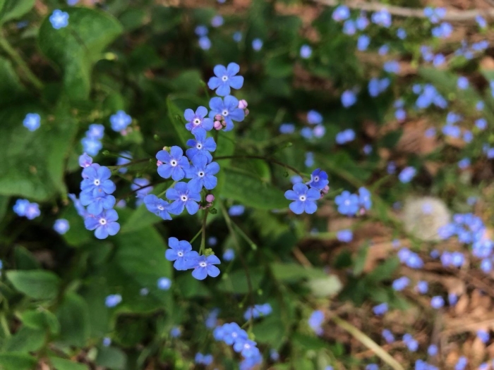 Бруннера сибирская brunnera sibirica