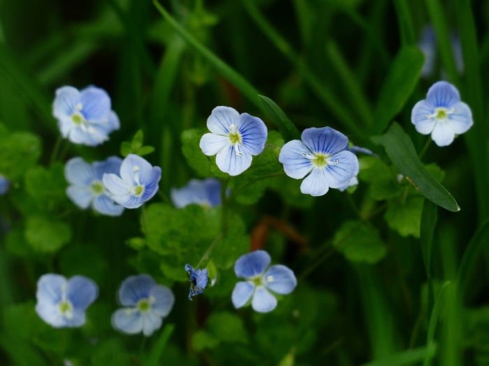 Цветок вероника дубравная