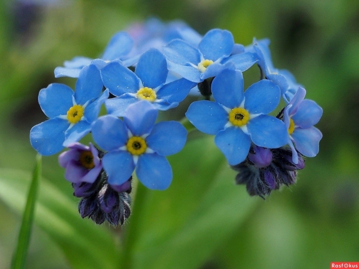 Голубая незабудка