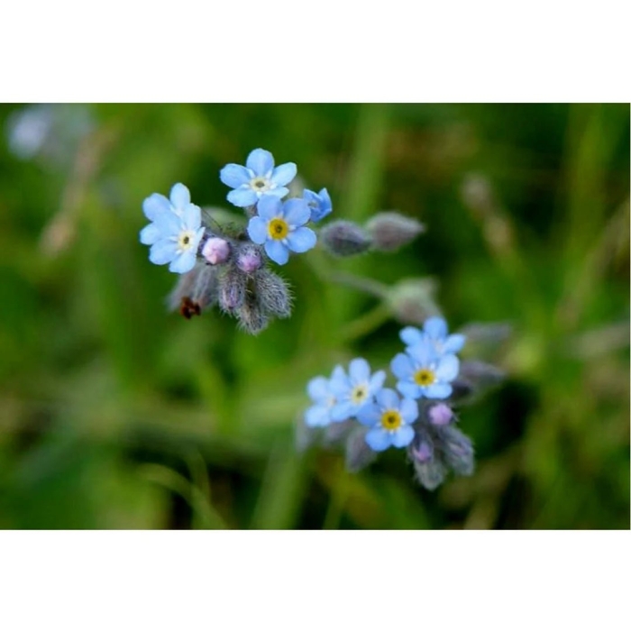 Незабудка полевая (myosotis arvensis (l.) hill)