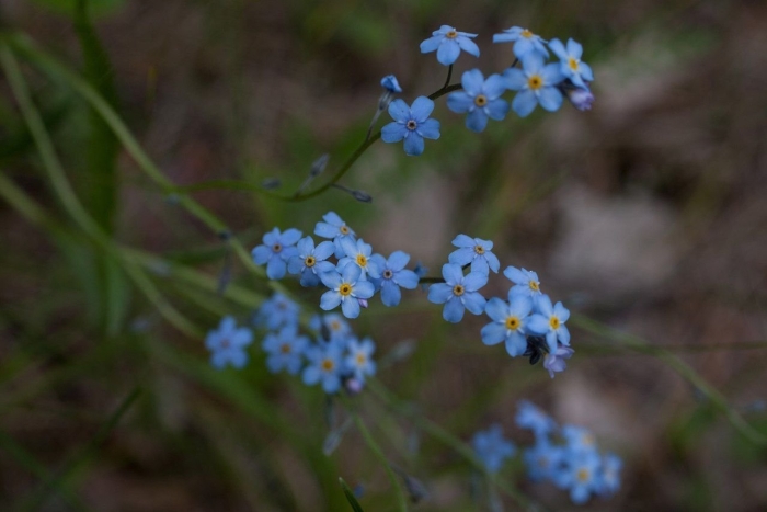 Незабудка соцветие