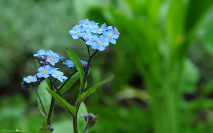 Незабудка мелкоцветковая (myosotis micrantha).