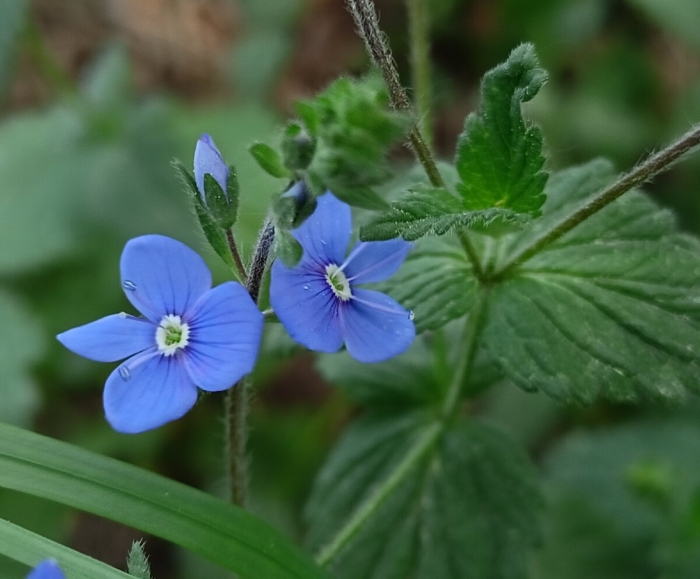 Вероника дубравная