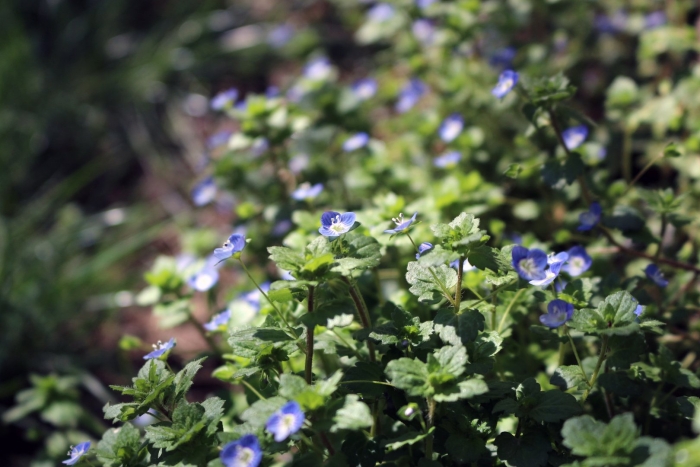 Почвопокровные вероника нитевидная