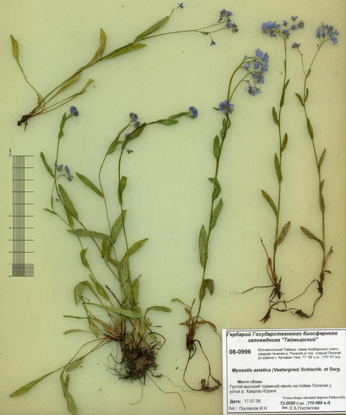 Незабудка болотная гербарий